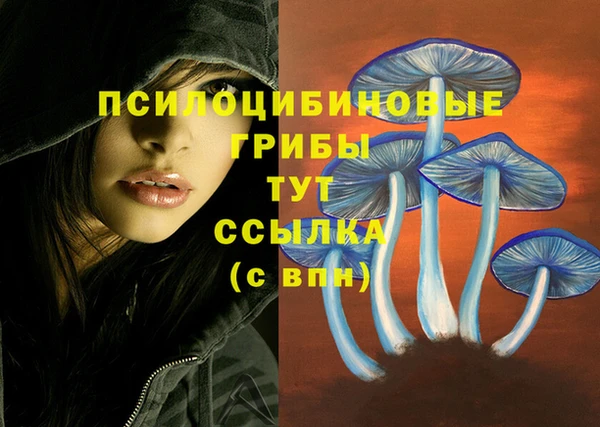 прущие грибы Алзамай